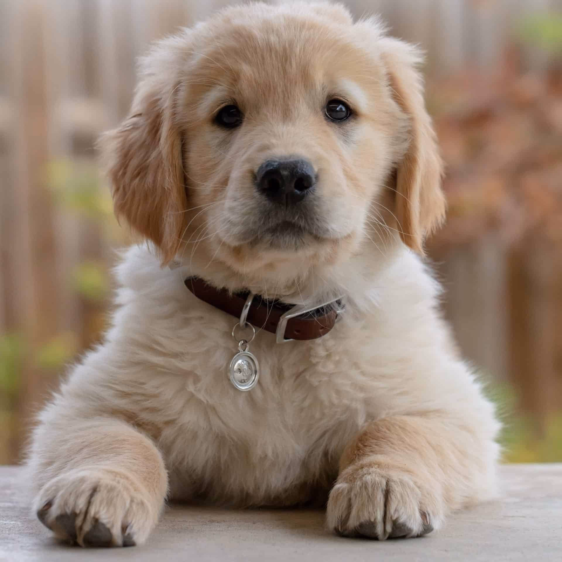 Hvor meget skal en hvalp på 8 uger spise?