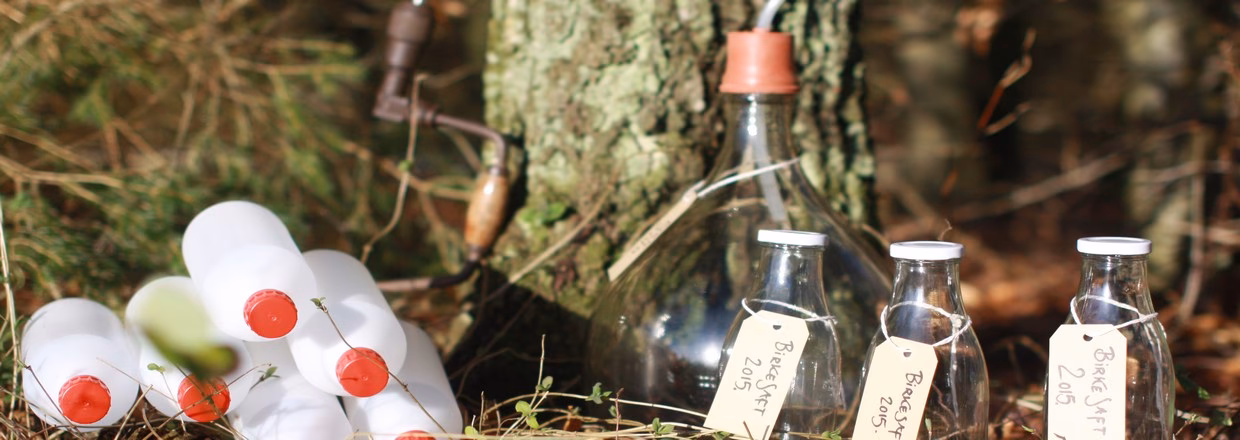 Hvordan laver man birkesaft?