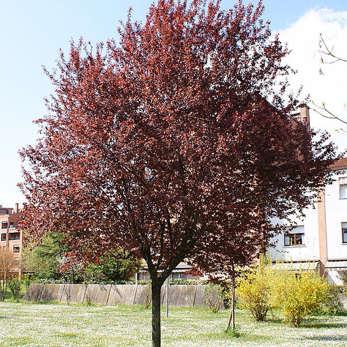 Hvad laver man blodpølse af?