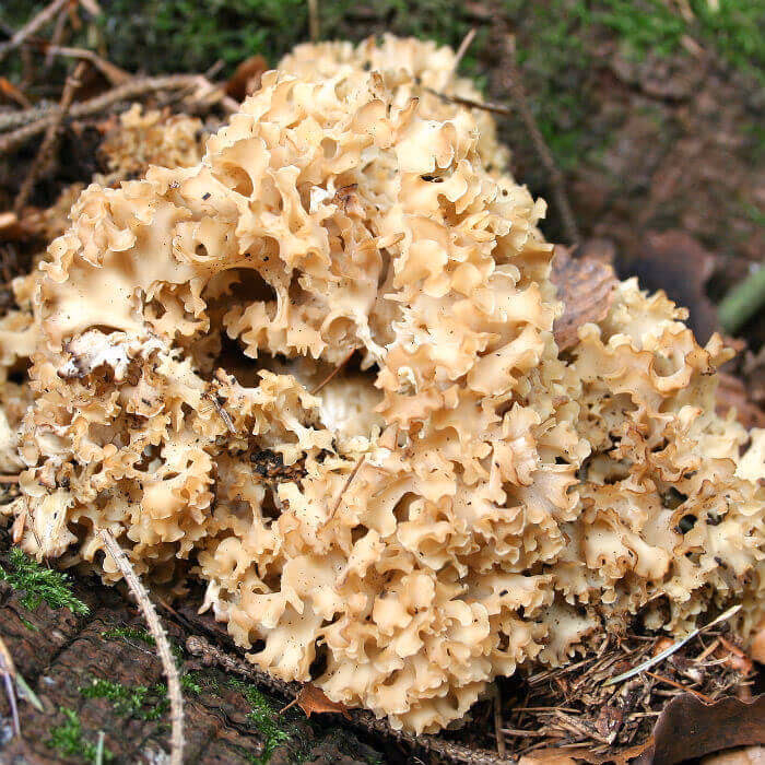 Kan blomkålssvamp spises?