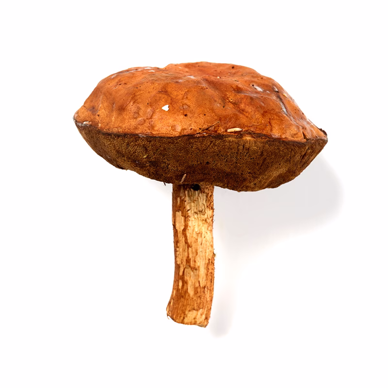 Kan man spise brunstokket rørhat?