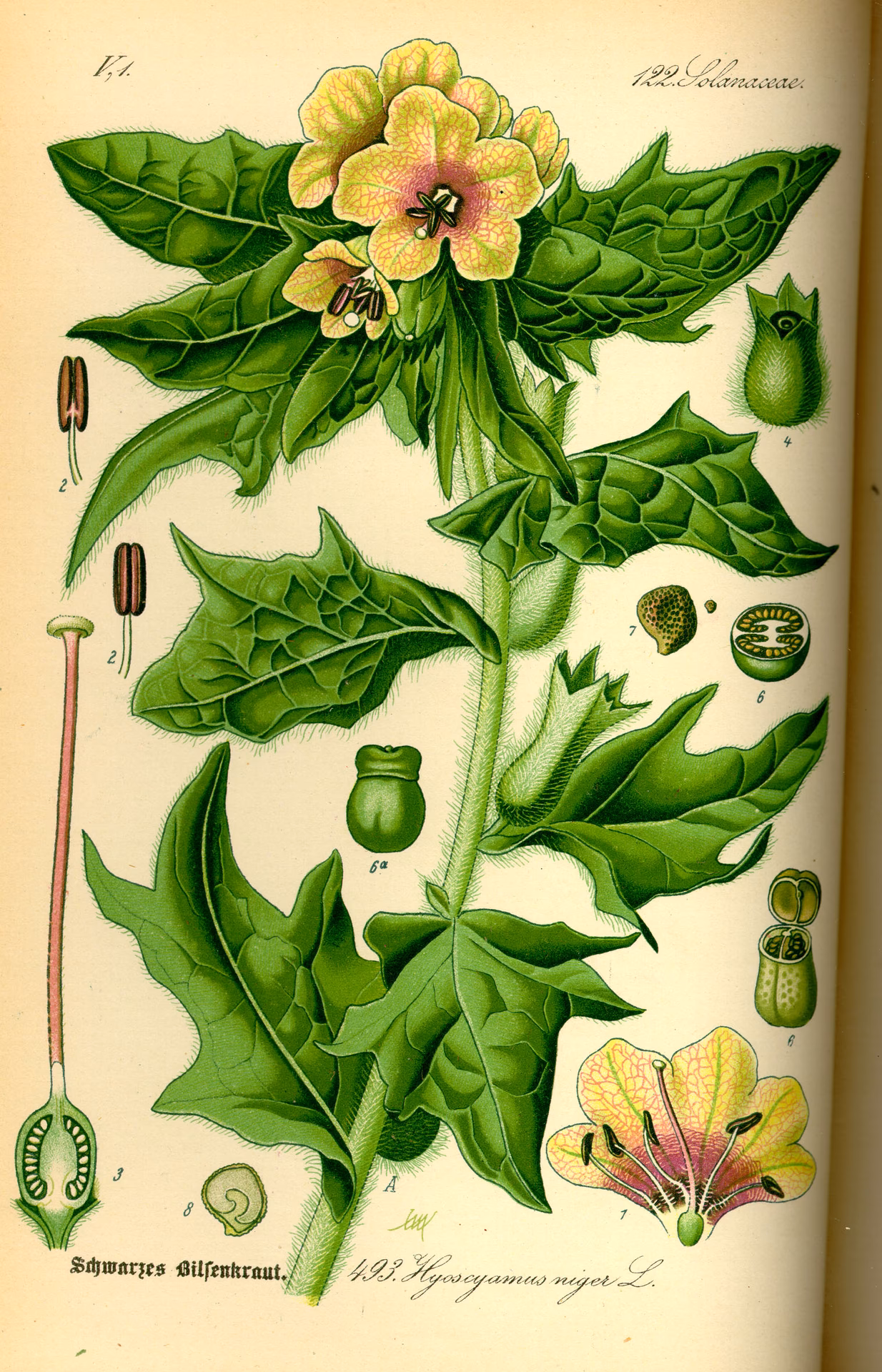 Kan man drikke bulmeurt?