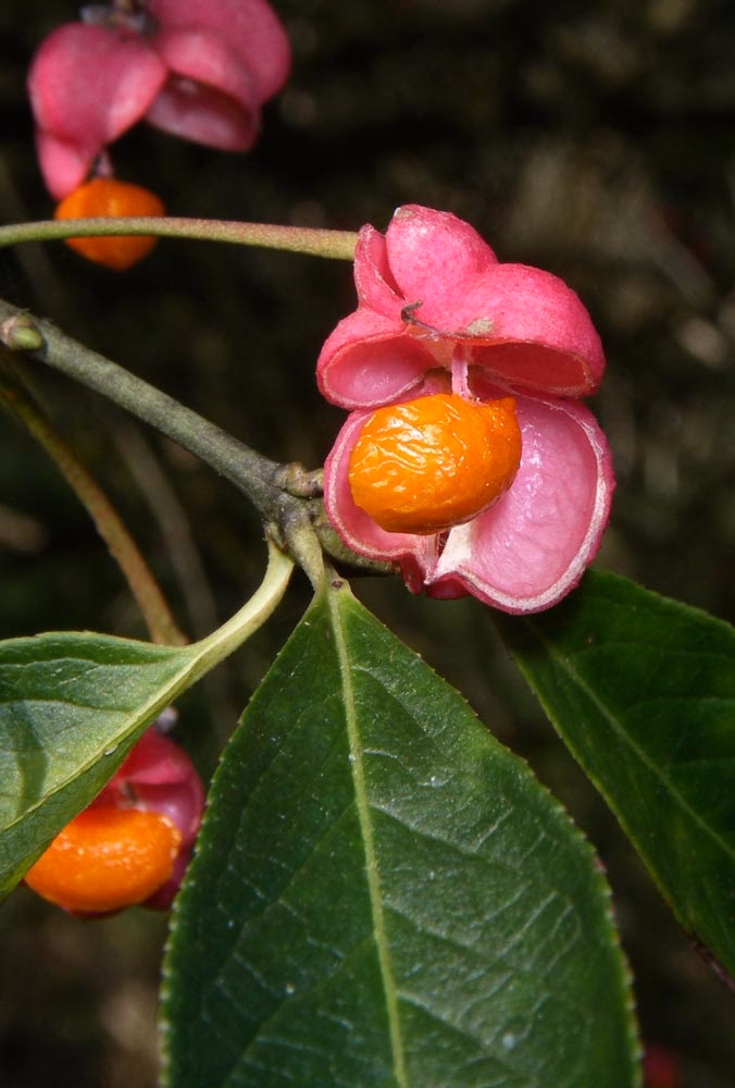 Hvad bruges bulmeurt til?
