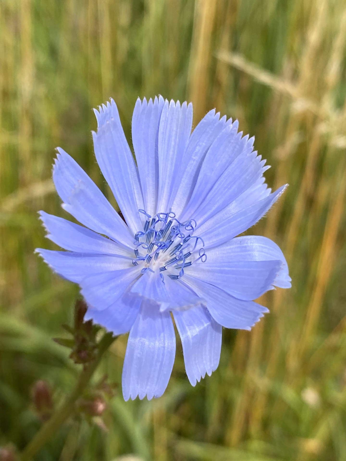 Hvad er chicory kaffe?
