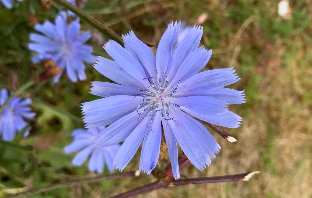 Hvordan laver man cikorie kaffe?