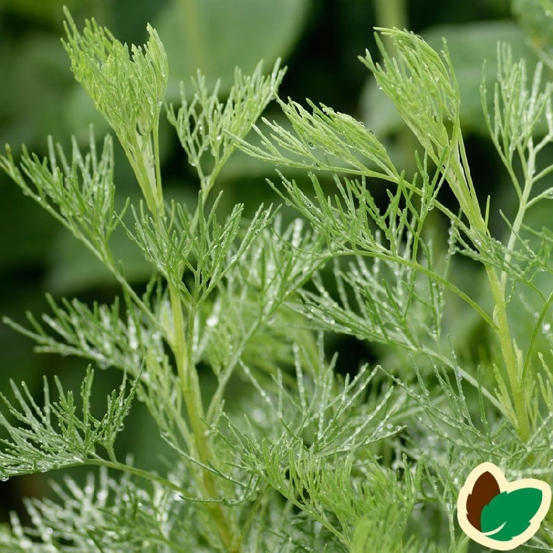 Hvad kan man bruge en cola plante til?