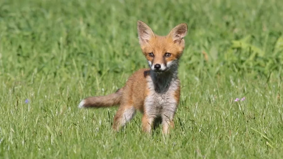 Hvorfor skriger ræven om natten?