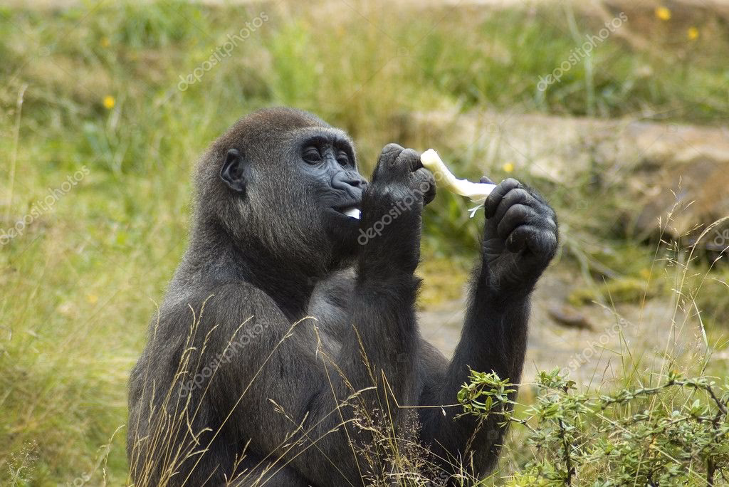 Hvor gammel skal man være på gorilla?