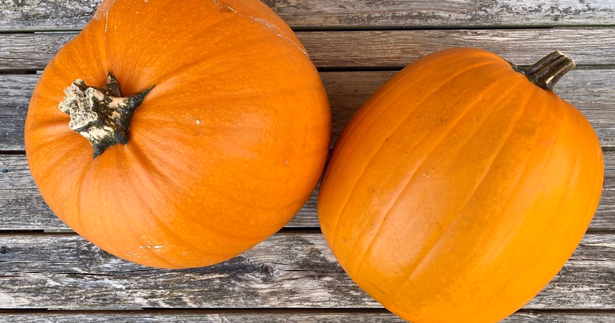 Hvilke græskar bruges til halloween?