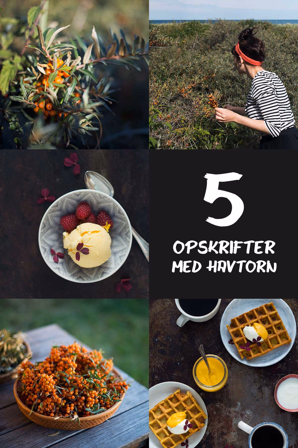 Hvad er havtorn te godt for?