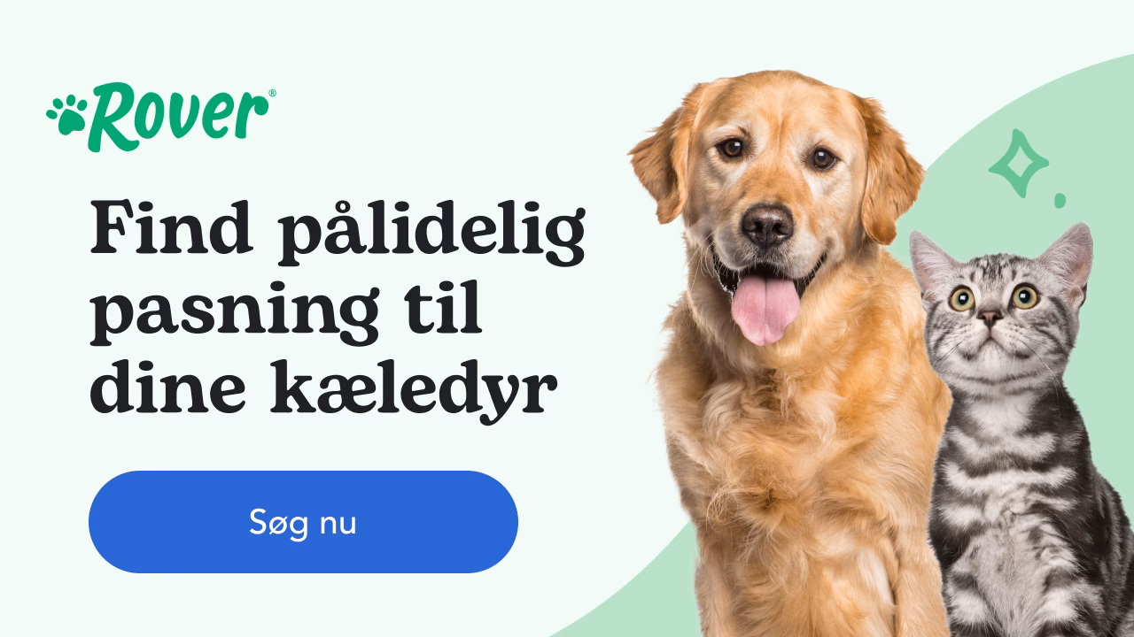 Hvor mange gange om dagen skal en hund besørge?