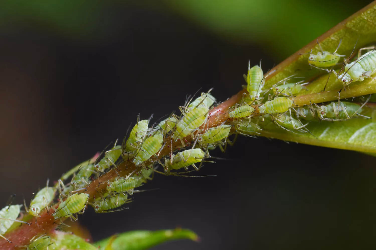 Hvordan blander man insektsæbe?