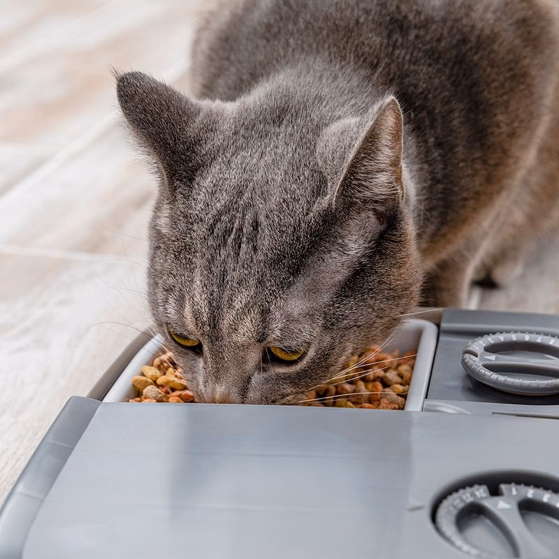 Hvor mange mus skal en kat spise om dagen?