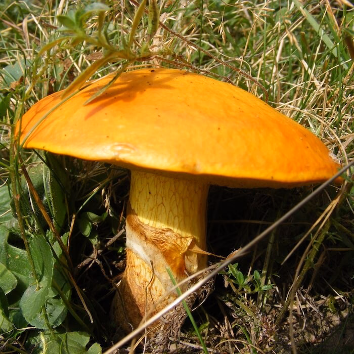 Kan man spise lærke slimrørhat?