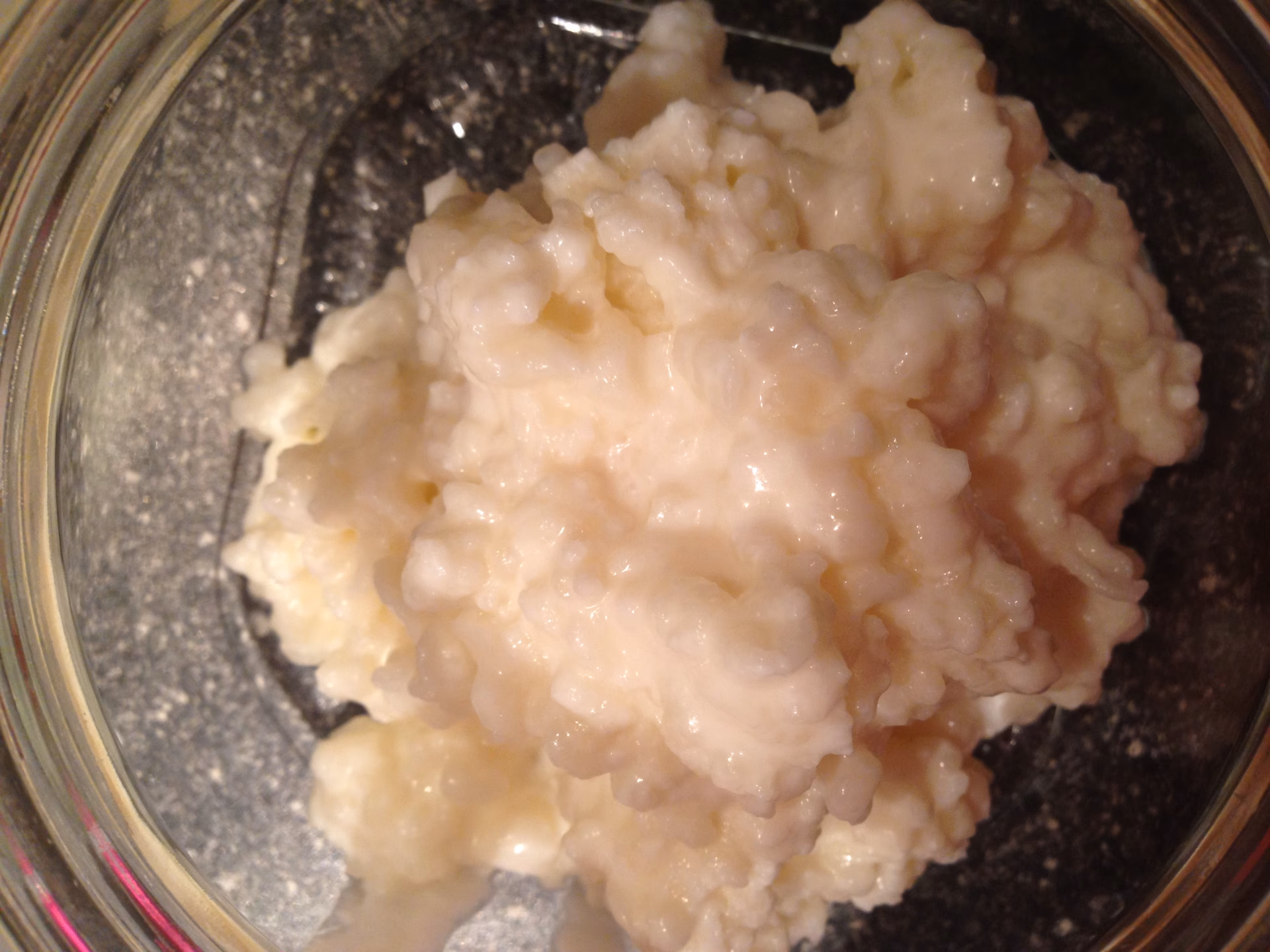 Hvad er forskellen på vandkefir og mælkekefir?