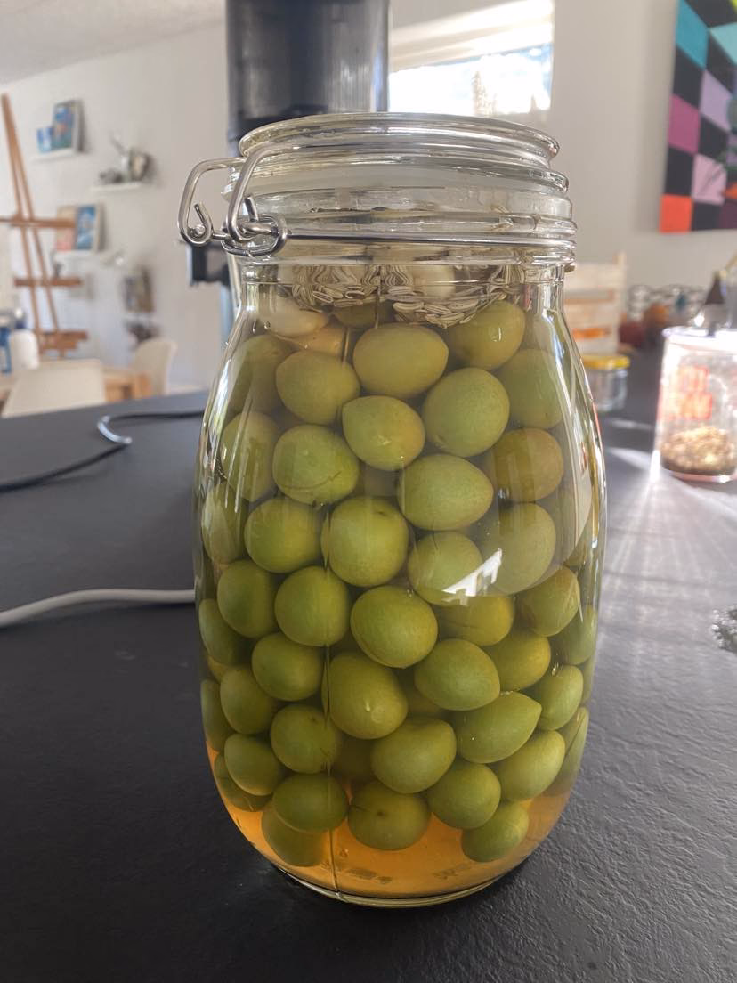 Hvad er nordisk oliven?