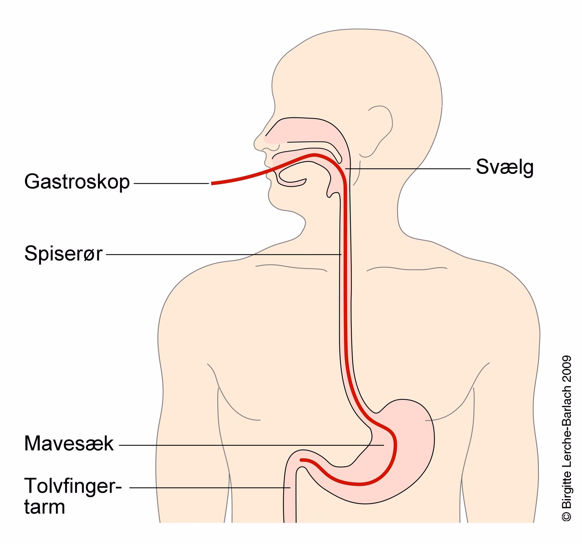 Hvad er opstød tegn på?