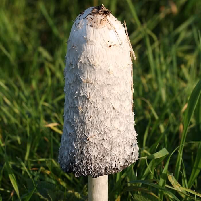 Kan man spise paryk blækhat?