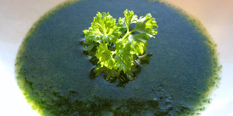 Hvor længe holder urteolie?