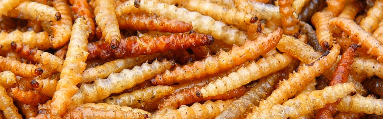 Hvordan tilbereder man melorme?