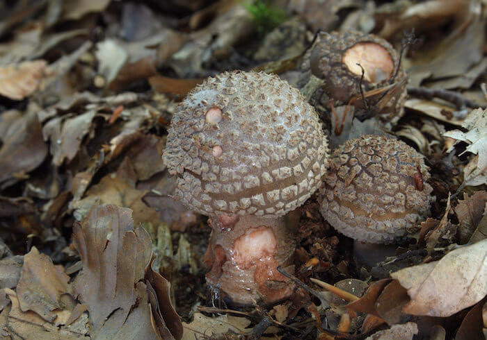 Hvad sker der, hvis man spiser fluesvampe?