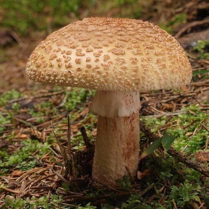 Er rødmende fluesvamp spiselig?