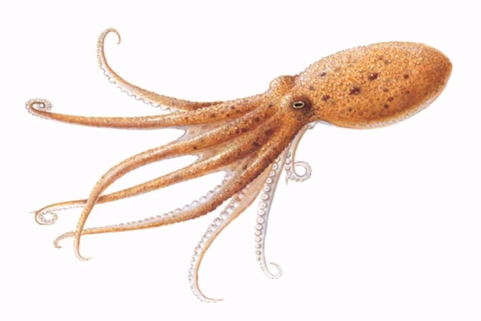 Hvor lever sepia blæksprutte?