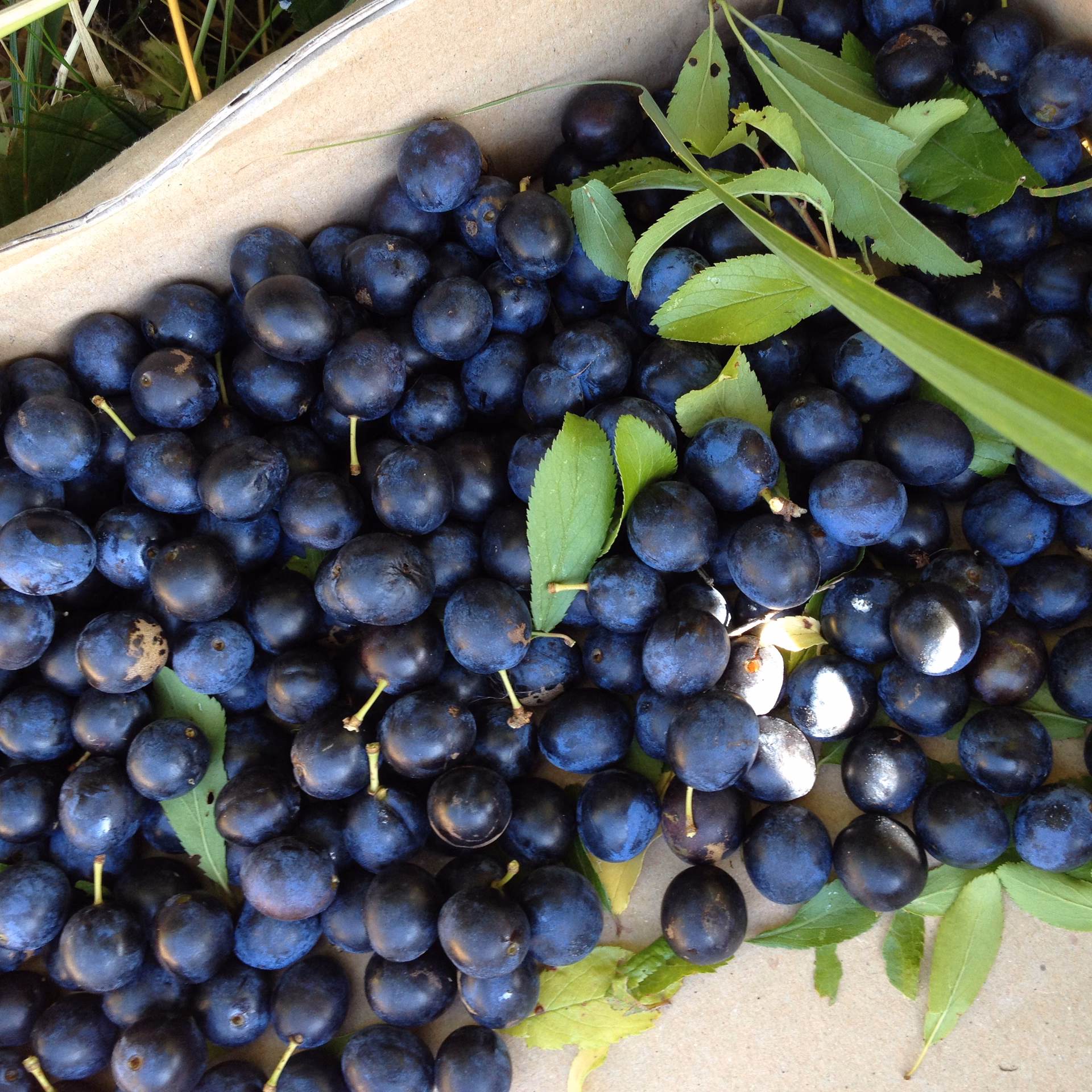 Hvad bruges slåenbær til?