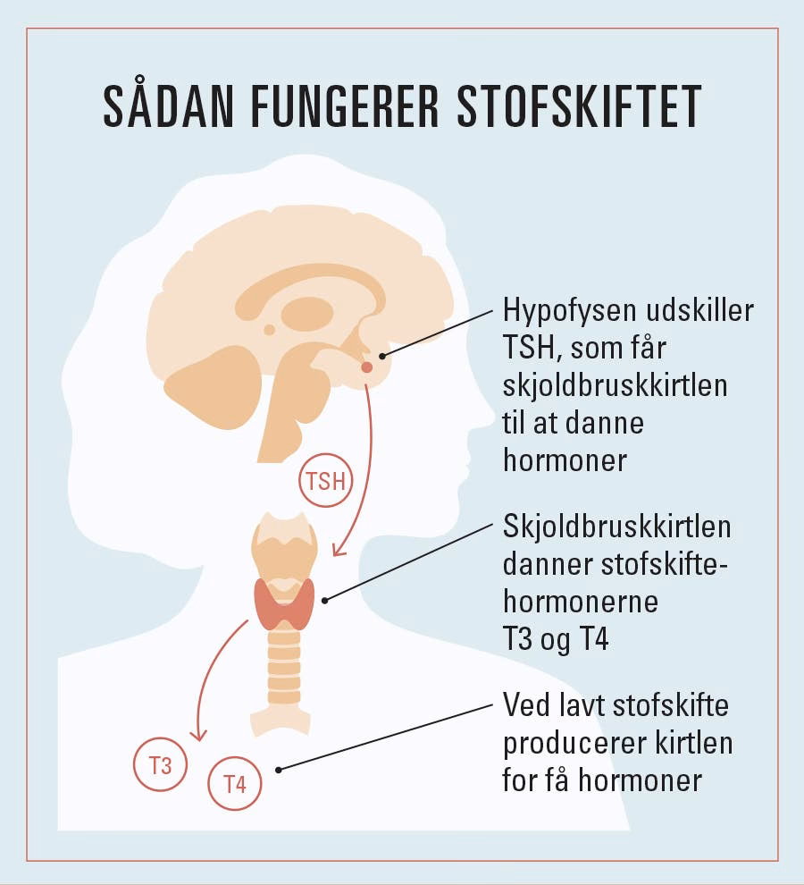 Hvornår på dagen er stofskiftet lavest?