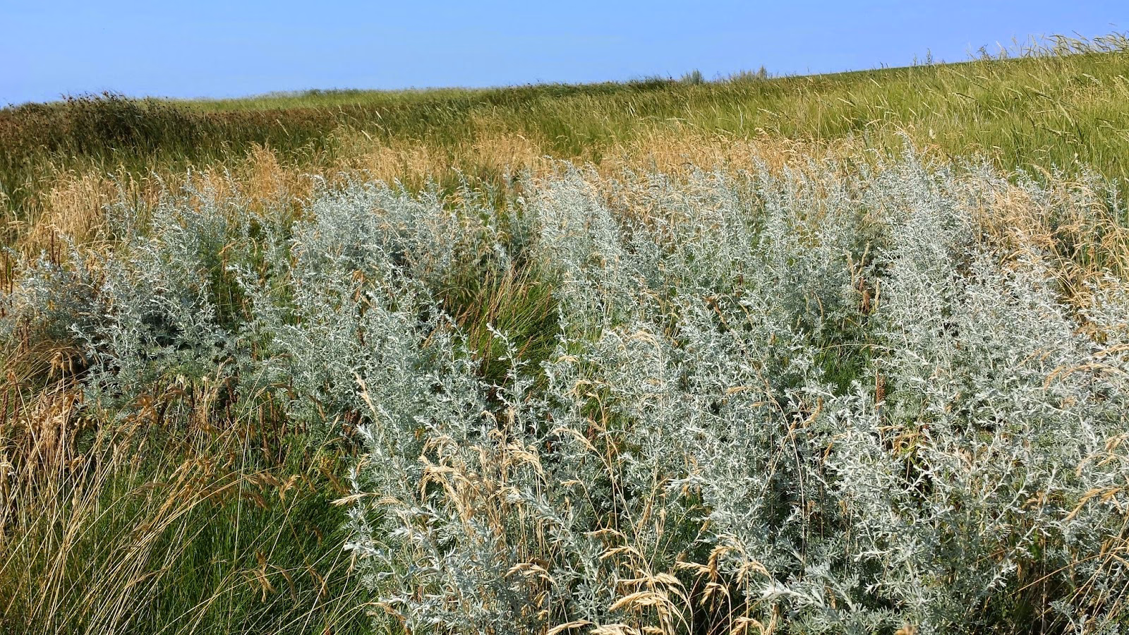 Hvad kan man bruge strandmalurt til?